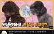 단지 못생겼단 이유만으로 버려진 강아지
