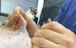 신촌 애견 미용 사고 너무 속상합니다 ㅠ