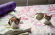 저희집 고양이 소냥이의 육묘일기4 막화