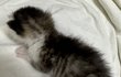 고양이 이름 추천
