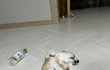 꼬물이 더큼 ㅋㅋ