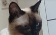 고양이 찾습니다