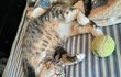귀엽지? 근데 우리 집 고양이 아님