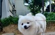 우리집 귀염둥이 봐주세요.