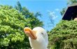 오리의 매력에 풍덩 빠져보자