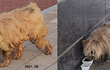 저희동네 유기견  구조할 방법 없을까요