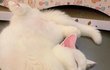 고양이 키워야하는 이유 알려줄게