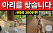 <영등포구 양평동> 잃어버린 반려견 아리를 찾습니다. 제발 한번만 봐주세요