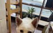 죽기 전에 반려견에게 새가족을 찾아주고 싶어요