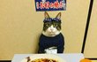 고양이 셰프 어때?