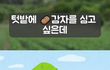 남편없이 감자심는 법  ㅋㅋㅋ