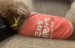 복덩이 또 인사드려요