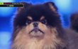 엠넷 엠카에 강아지 나옴 ㅋㅋㅋㅋㅋㅋㅋ