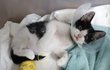 고양이 꼬리가 떨어졌어요..?!