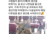 생선 사러 매일 오는 냥이