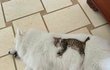 고양이 키우는 이유?일단 봐바