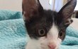 우리집 고양이 칠복이 피부병에 걸렸어요ㅠ