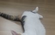 고양이 이런표정 본적있어?ㅎ