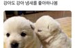 강아지도 강아지 냄새를 좋아하나봄