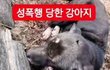 화력부탁드려요) 김포에서 강아지 고양이 성폭행한 인간