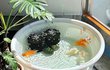 우리 집 작은 연못 구경 하러 와