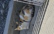 우리 집에 밥먹으러 오는 길냥이