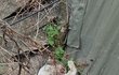 구내염 애기!