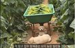 시골 강아지가 살찌는 이유 ㅎㅎ