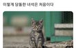 이렇게 귀여운 고양이의 실제크기는
