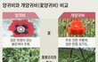 마약으로 쓰이는 양귀비 실제로 본 사람 있어????