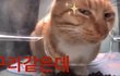 00인데 진심 인지부조화옴