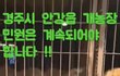 도움__경주개농장이거진짜인가요????