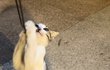 주차장 8남매 길냥이 가족