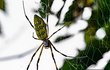 spider