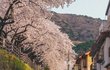 일본 어느 동네에 찾아온 봄