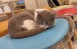 고양이 보아라
