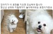 강아지 표정별 심리상태.jpg