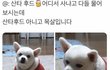 어이없는 댕댕이들 모음