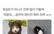 여름에 강아지 옷을 왜입히세요?.jpg