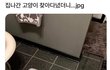 집나간 고양이 찾아다녔는데