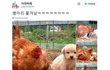 강아지 때문에 쫒겨난 병아리