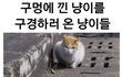구멍에 낀 야옹이 구경하러 온 야옹이들