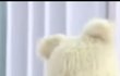 뷔제니진짜아니야..?ㅠㅠ