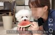 아니 근데 어떻게 강아지랑 음식을 공유하지