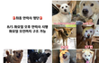 완주군 보호소를 도와주세요. 내일 8월 5일 오전 49마리의 생명이 사라집니다… 여러분의 관심이 필요합니다