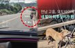 70대 남성 오토바이에 개 매달고 3km 끌고 갔다…도로 위 피자국 남기며 “덩치커서 못 태워” 해명