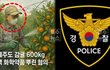 제주 감귤 불법 착색 600㎏ 적발…유통 시장 충격과 초기 가격 혼란 가능성