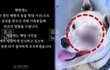 반려견 비비탄 난사한 해병, 징계 없이 분대장 임명되며 논란 확산