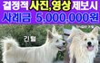 호랑이를 찾습니다
