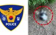 입 안엔 피, 다리 골절 흔적…부산 대학 고양이 사체 발견에 학대 의심 수사